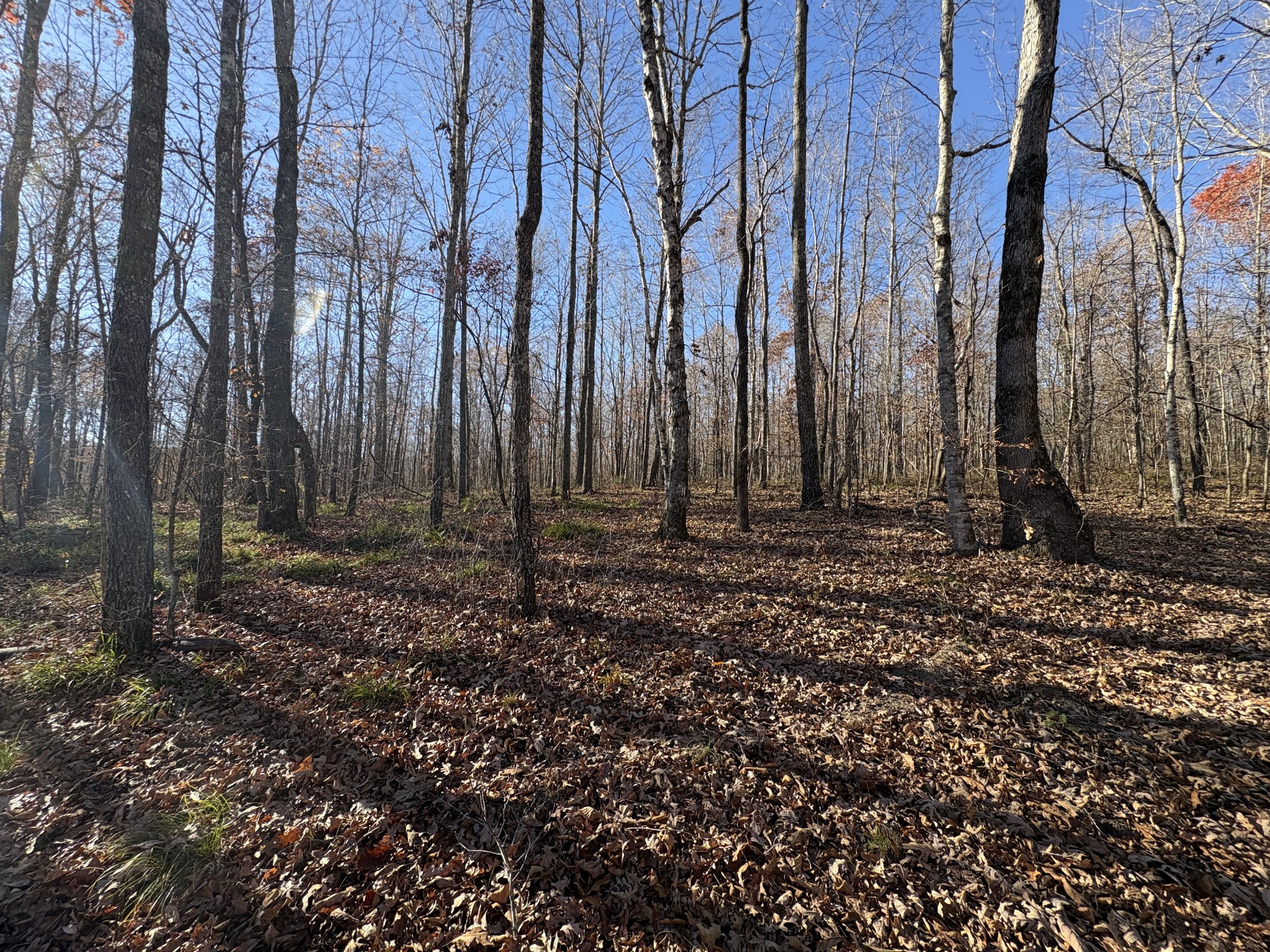 298 Leonard Jackson Road Waynesboro, TN 38485 - Photo 84 of 100 a view of a backyard
