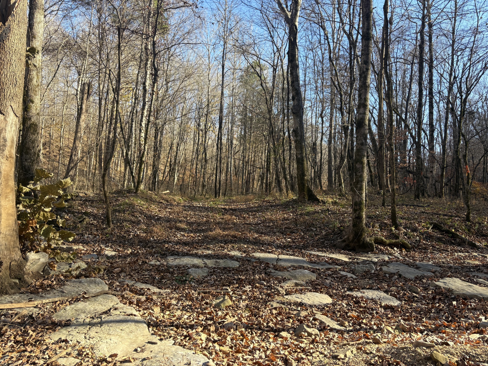 298 Leonard Jackson Road Waynesboro, TN 38485 - Photo 85 of 100