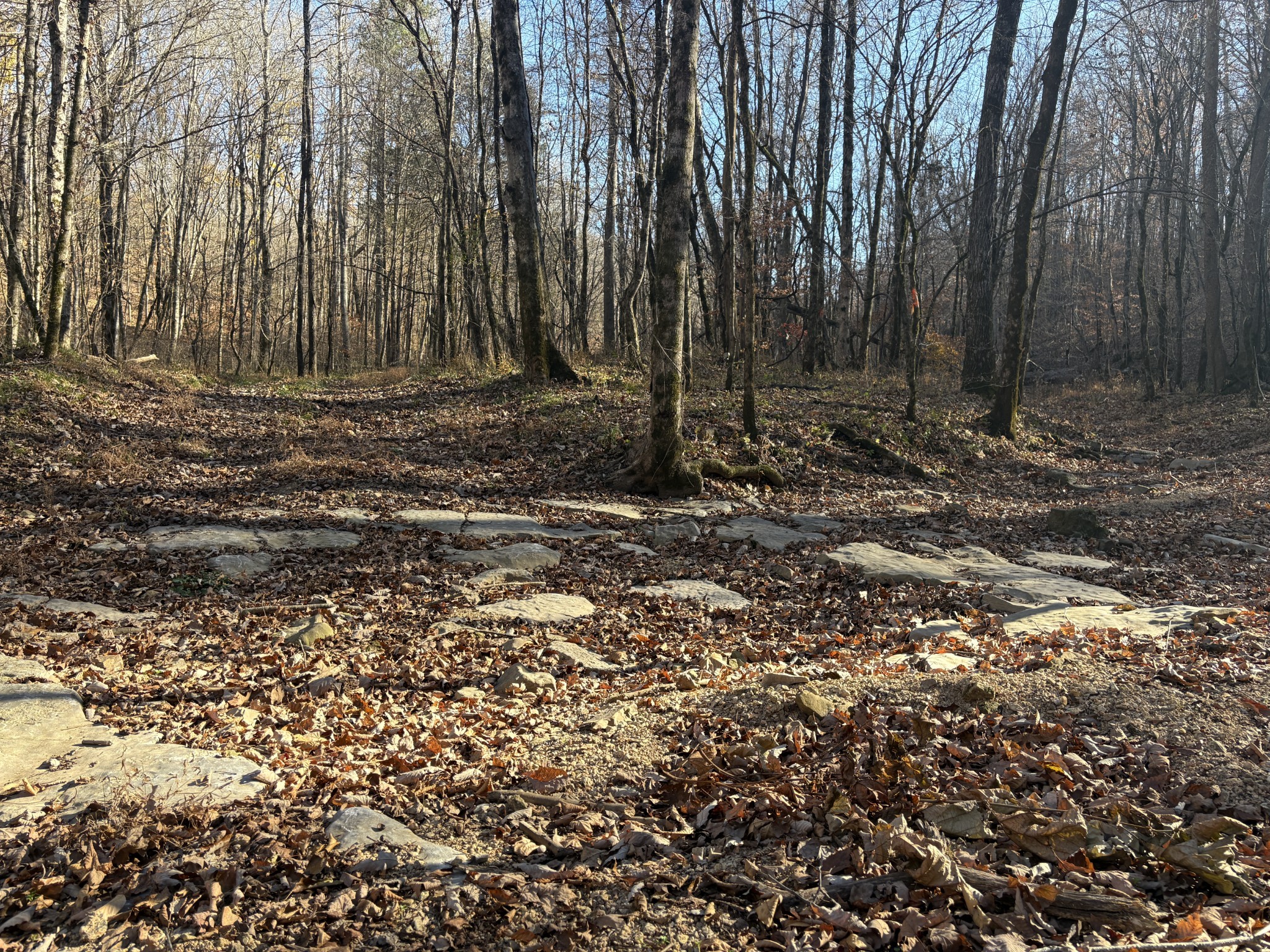 298 Leonard Jackson Road Waynesboro, TN 38485 - Photo 86 of 100 a view of a backyard with large trees
