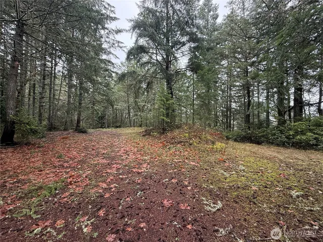 a view of a yard with large trees