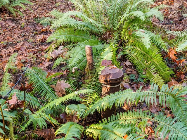 a close up of a plant in a garden