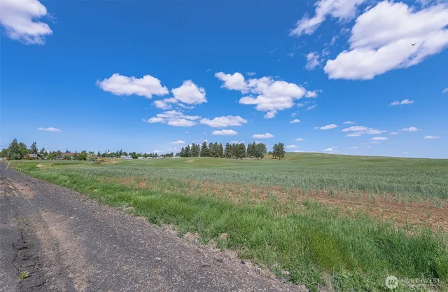 a view of a big yard with large tree