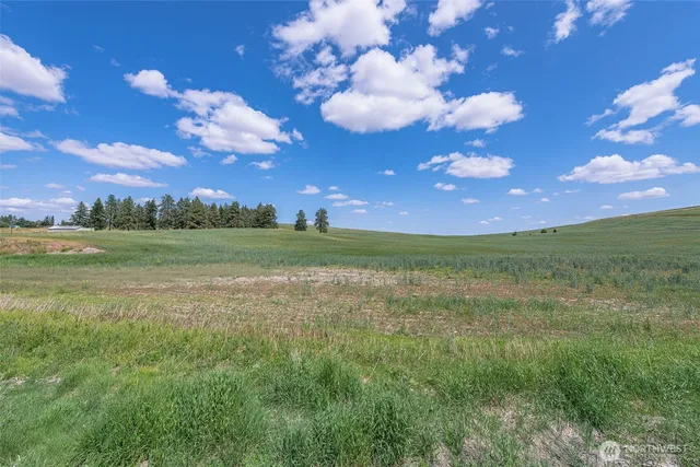 a view of a big yard with lots of green space