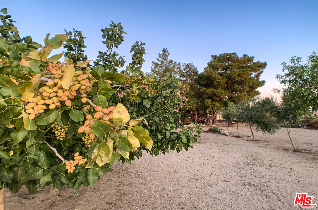 11487 Oasis Road Pinon Hills, CA 92372 - Photo 25 of 28 Gallery Image 25