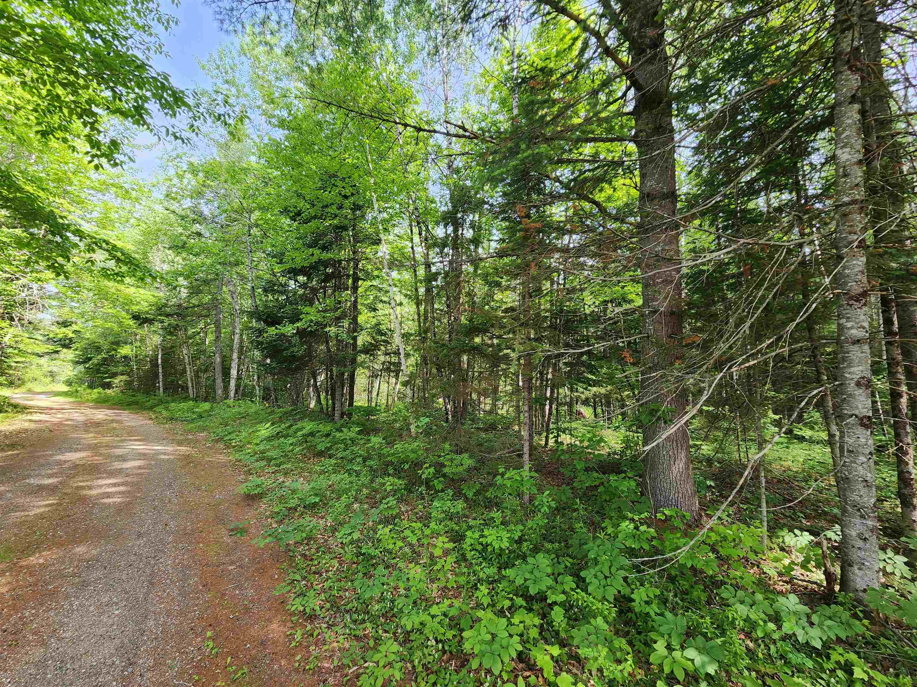 0 Boise Cascade Road Dummer, NH 03588 - Photo 10 of 17