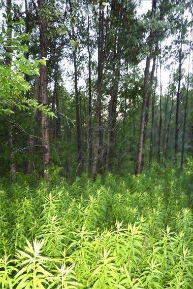 40 West Cottage Grove Road Linwood, MI 48634 - Photo 1 of 8 Primary Photo