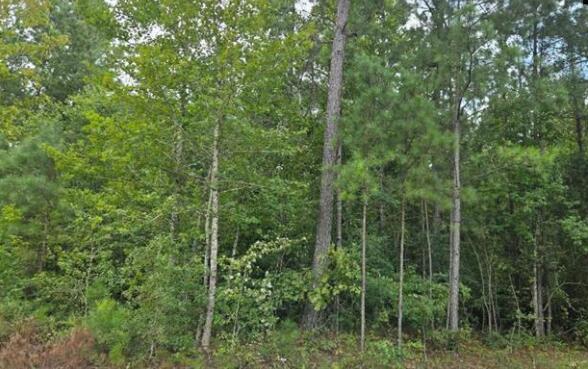 1.90 Old Edgefield Road Troy, SC 29848 - Photo 4 of 5 Screenshot 2025-08-19 091713