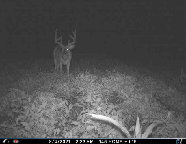 0 Mann Road Mount Olivet, KY 41064 - Photo 34 of 46