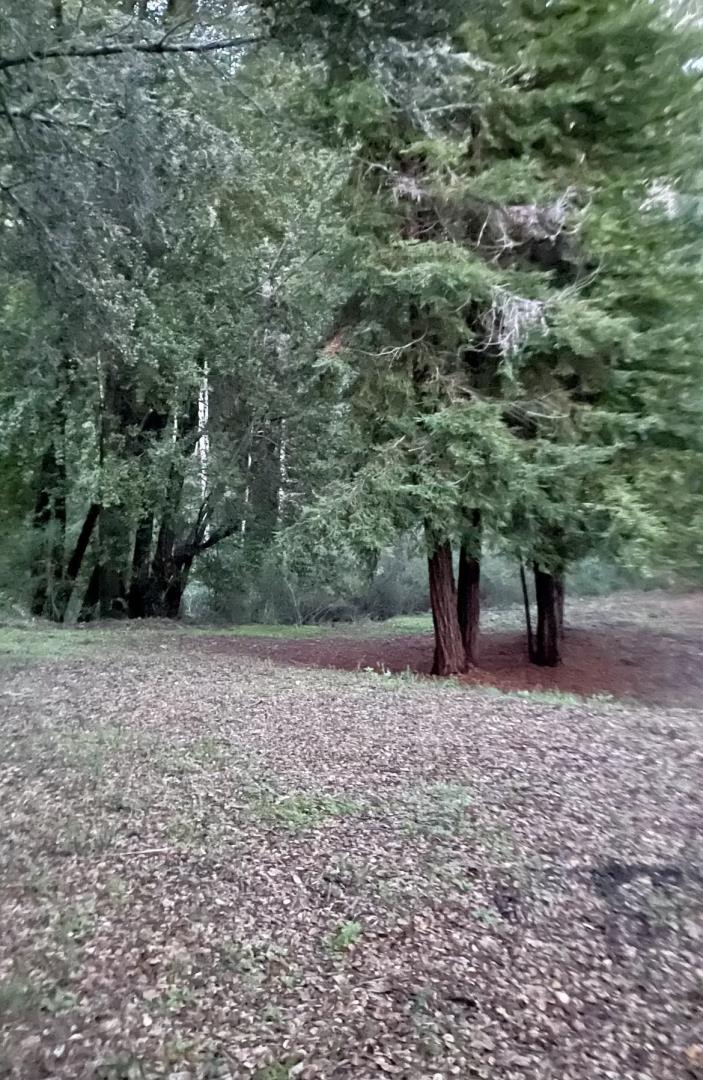 a view of a dry yard with trees