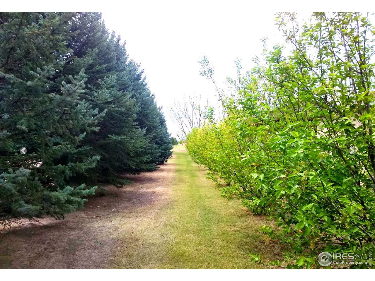 17680 County Rd Q.8 Fort Morgan, CO 80701 - Photo 40 of 40 a view of a yard with plants and large trees