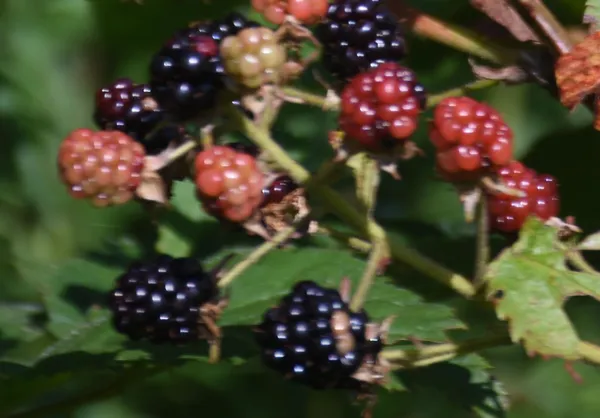 $735,000 | 1078 Brook Road, Marshfield, VT 05658