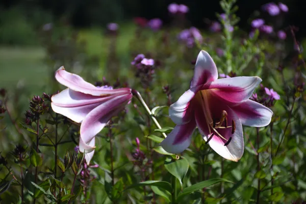 $735,000 | 1078 Brook Road, Marshfield, VT 05658