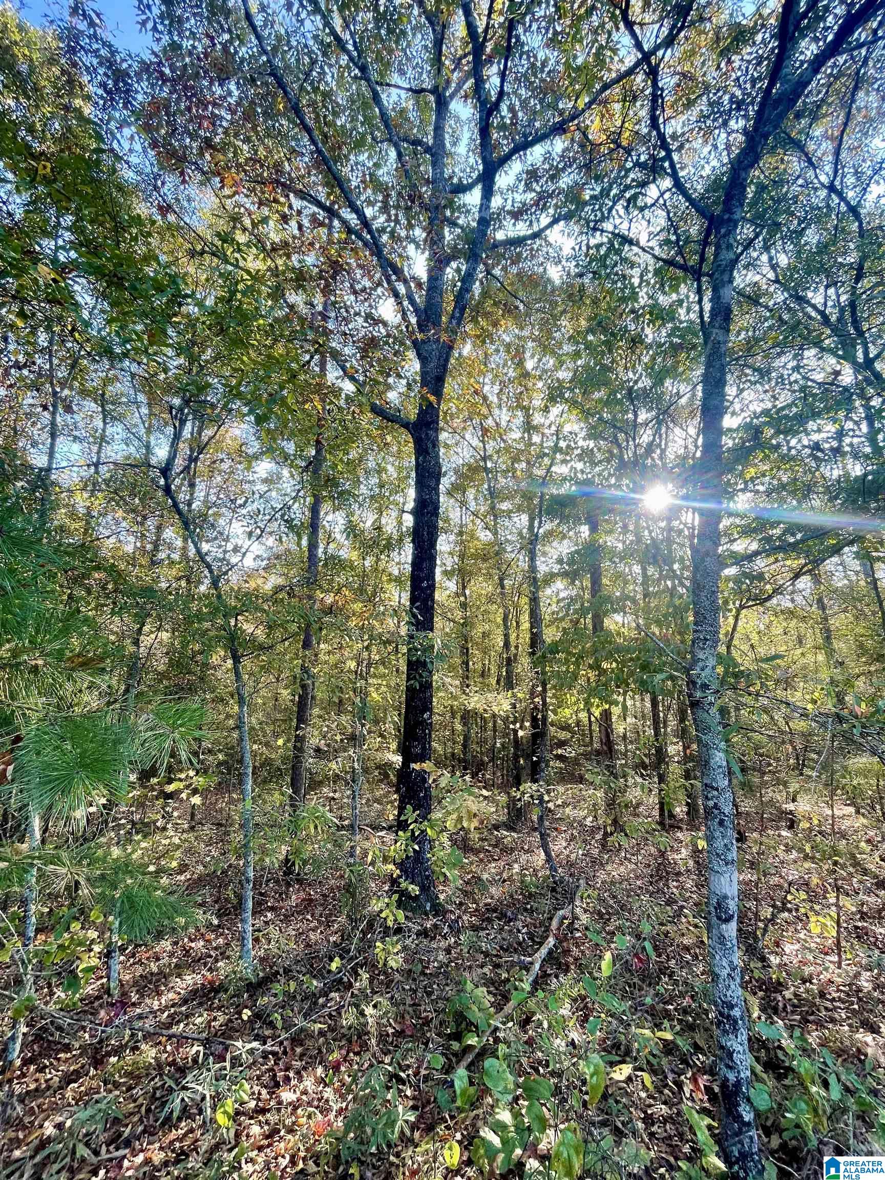 0 Peach Orchard Road Ashland, AL 36251 - Photo 8 of 14