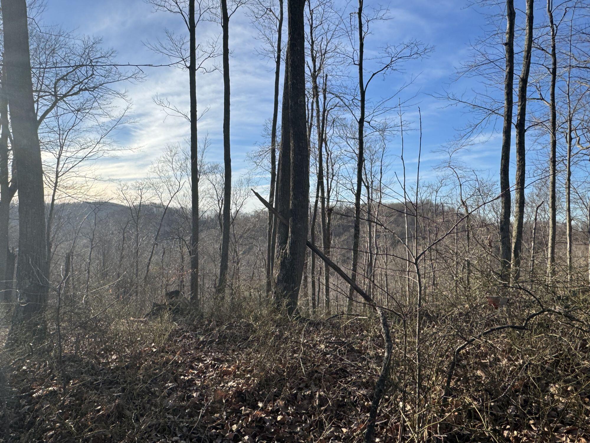9300 Bug Ridge Road Sutton, WV 26601 - Photo 7 of 21 Gallery Image 7