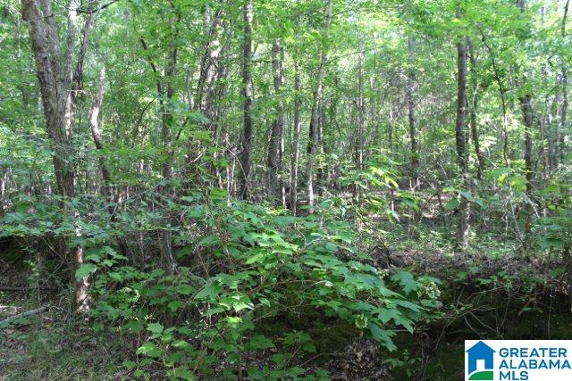 1 Benefield Gap Road Attalla, AL 35954 - Photo 5 of 50
