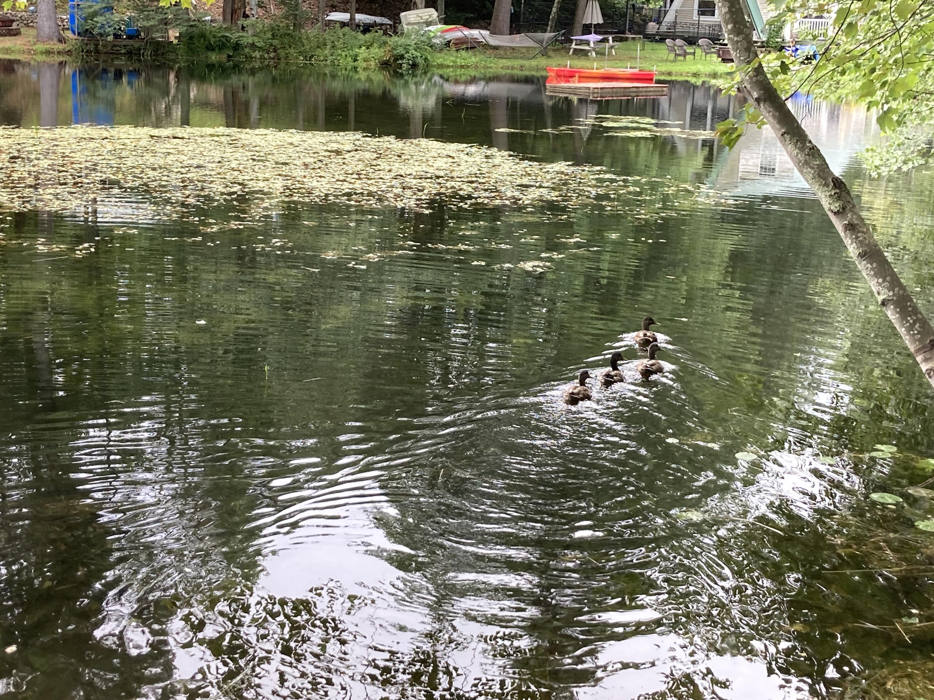 937 Roosevelt Trail Windham, ME 04062 - Photo 14 of 14 IMG_7833