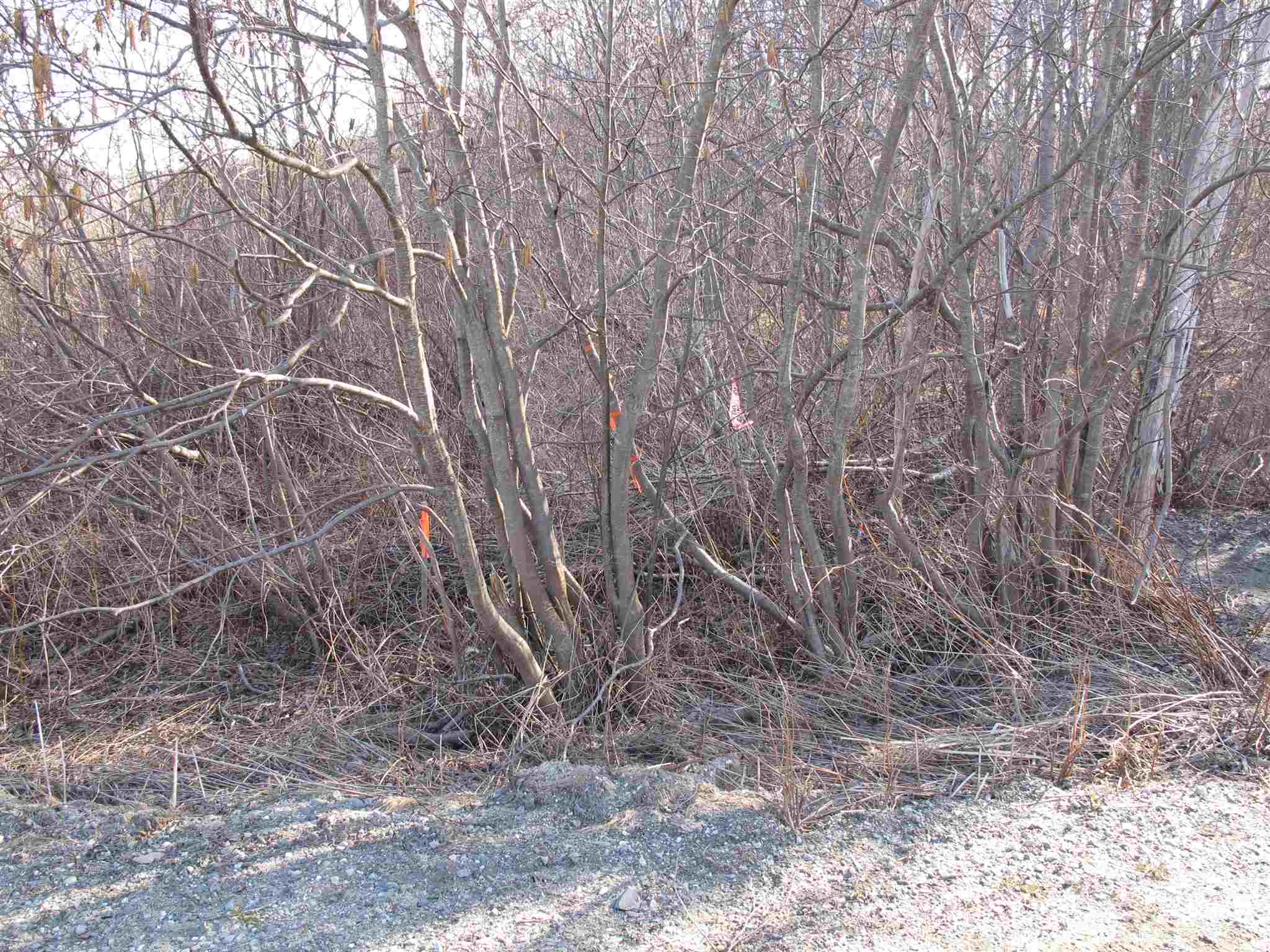 Lot 4 Mirror Lake Road, Unit LOT 4 Berlin, VT 05602 - Photo 3 of 15 Gallery Image 3