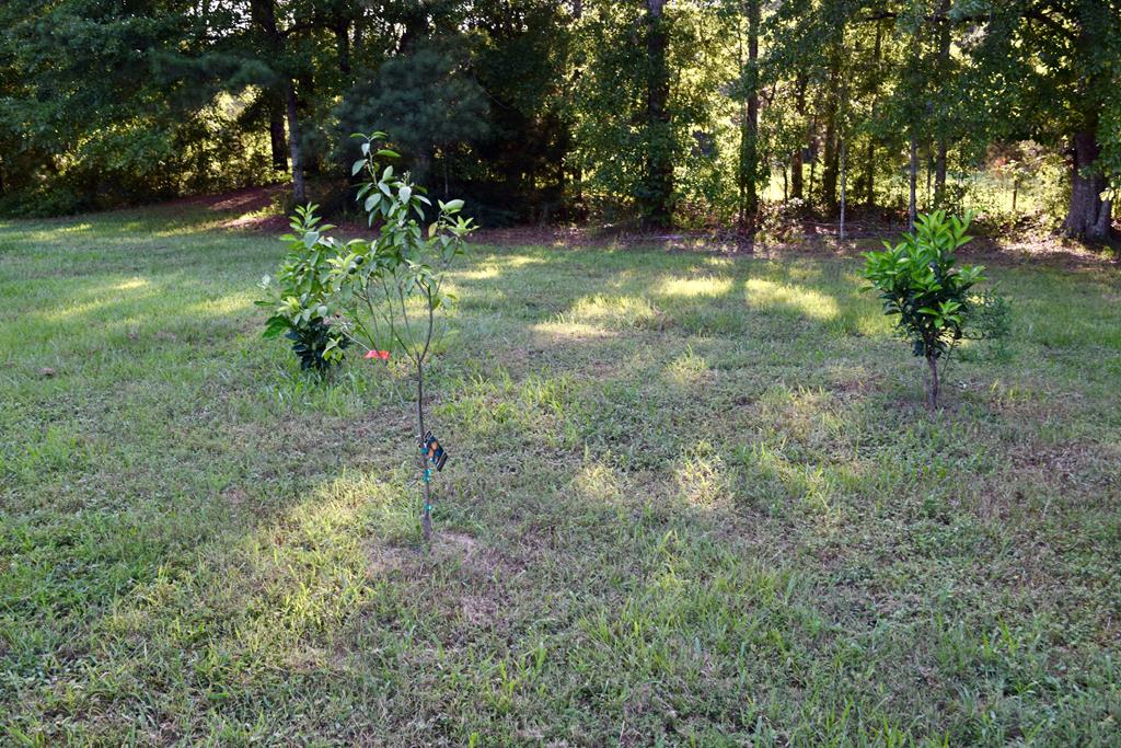 7252 County Road 49 Slocomb, AL 36375 - Photo 38 of 75
