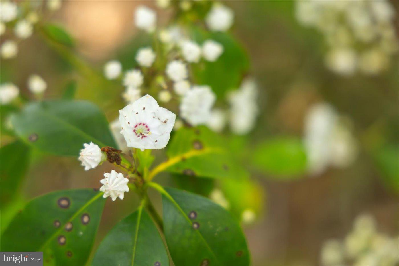 29227 General Rhodes Lane Rhoadesville, VA 22542 - Photo 61 of 129 a view of a flower in a garden