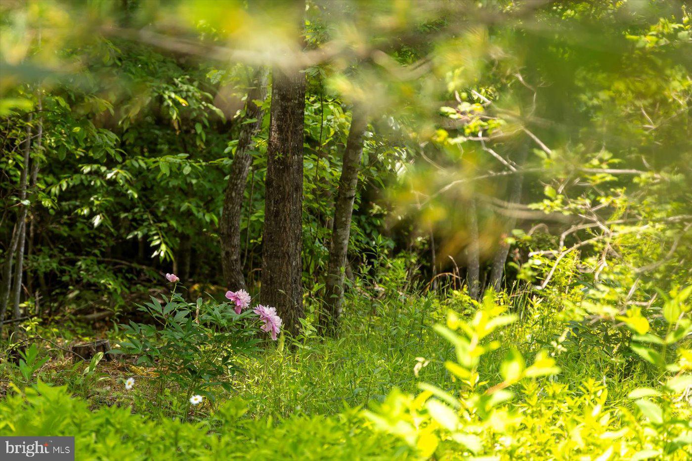 29227 General Rhodes Lane Rhoadesville, VA 22542 - Photo 87 of 129