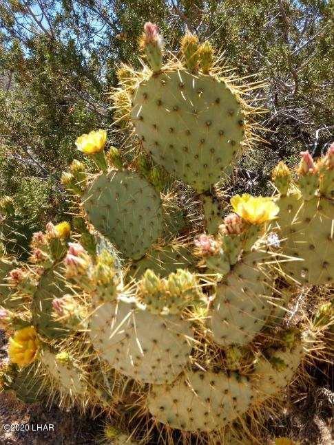 3290 South Gold Mine Road Yucca, AZ 86438 - Photo 12 of 50 image000004 1