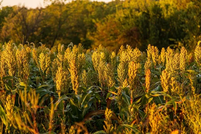 $1,396,500 | 0 460 Road, Parnell, MO 64475