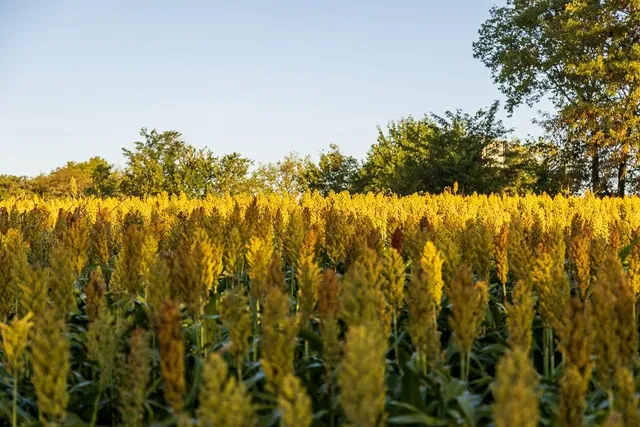 $1,396,500 | 0 460 Road, Parnell, MO 64475