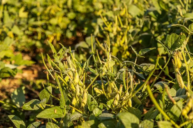 $1,396,500 | 0 460 Road, Parnell, MO 64475