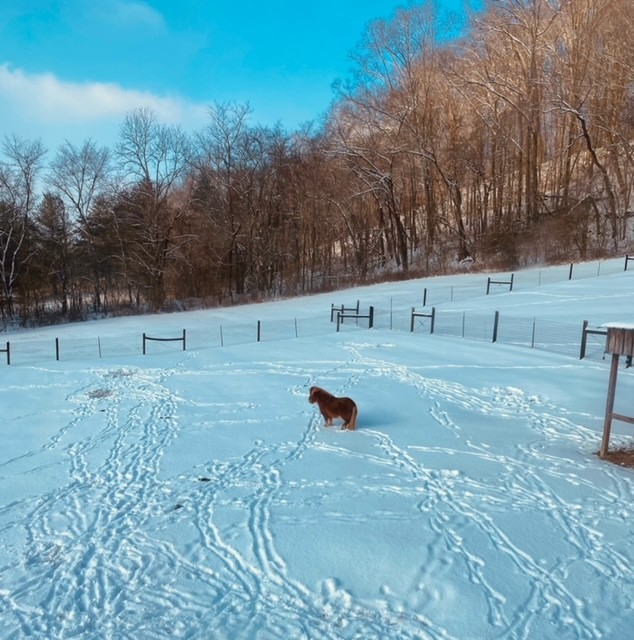 5693 Snow Creek Road Santa Fe, TN 38482 - Photo 28 of 30 a view of a yard