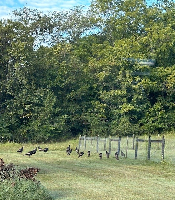 5693 Snow Creek Road Santa Fe, TN 38482 - Photo 30 of 30 a view of a park