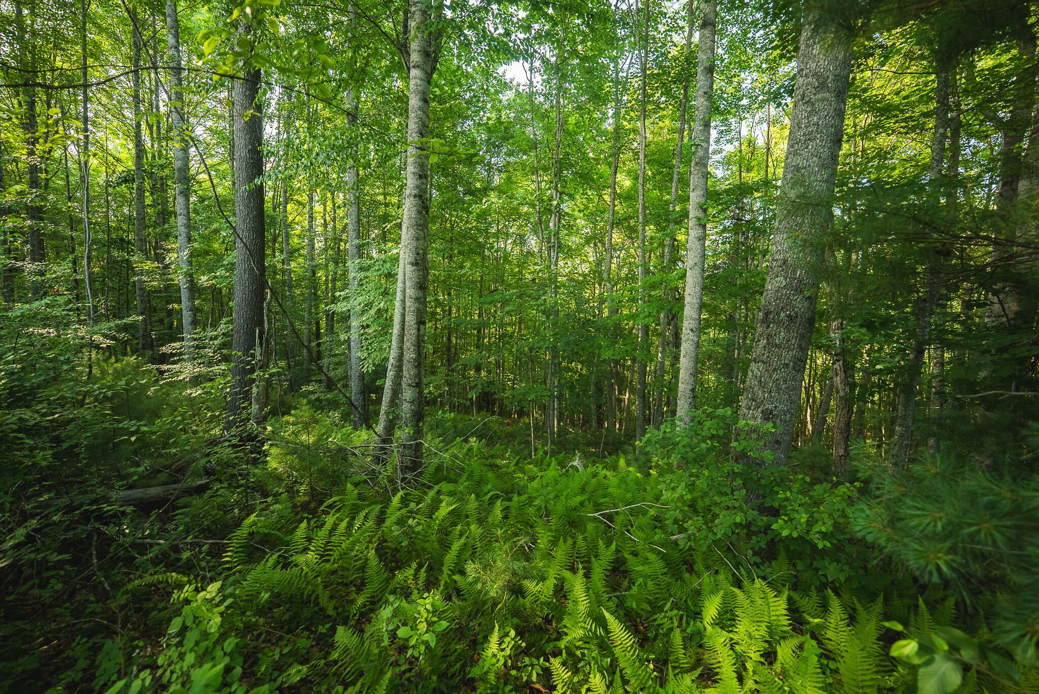 Tbd Sawmill Hill Road Northwest Willis, VA 24380 - Photo 16 of 40 a view of a lush green forest