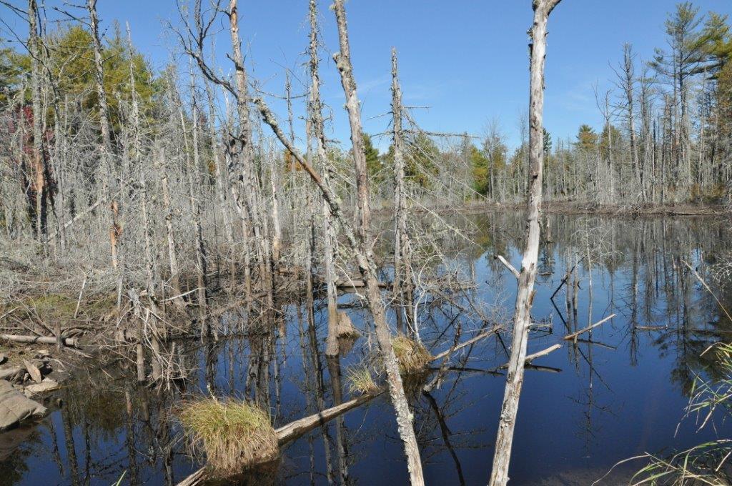 L 67.4-6 L 67.4-6 Ridge Road Belfast, ME 04915 - Photo 16 of 31 9-26-14 Waldo 81 Acres 255
