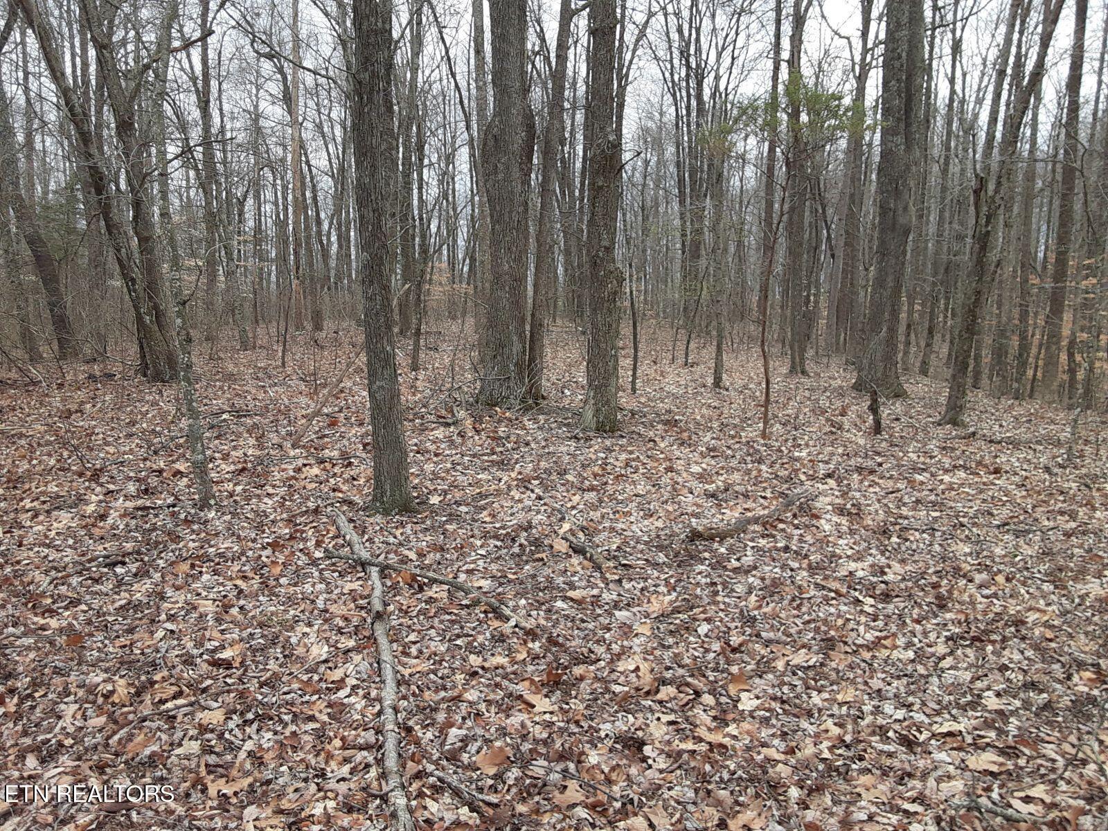 95.43-acre Sheep Bluff Road Cookeville, TN 38506 - Photo 8 of 10 5174418503982633576