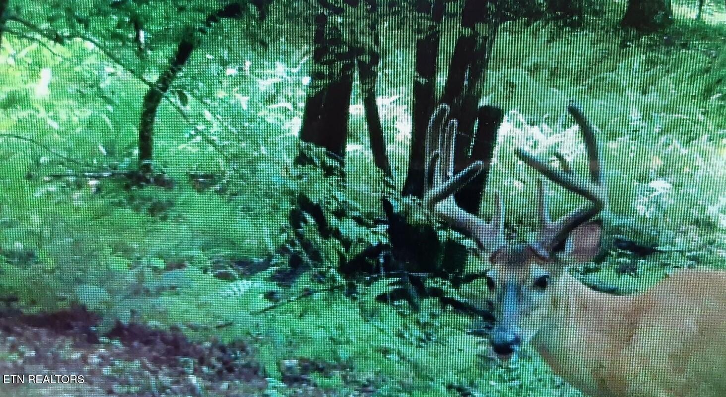 95.43-acre Sheep Bluff Road Cookeville, TN 38506 - Photo 10 of 10 3980638152207252128 (002)