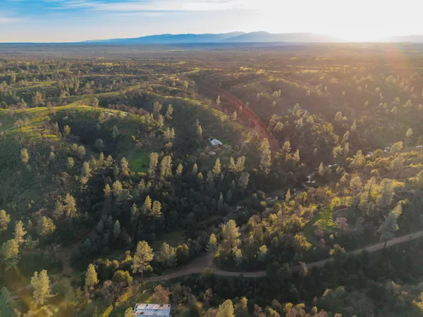 a close up of a tree