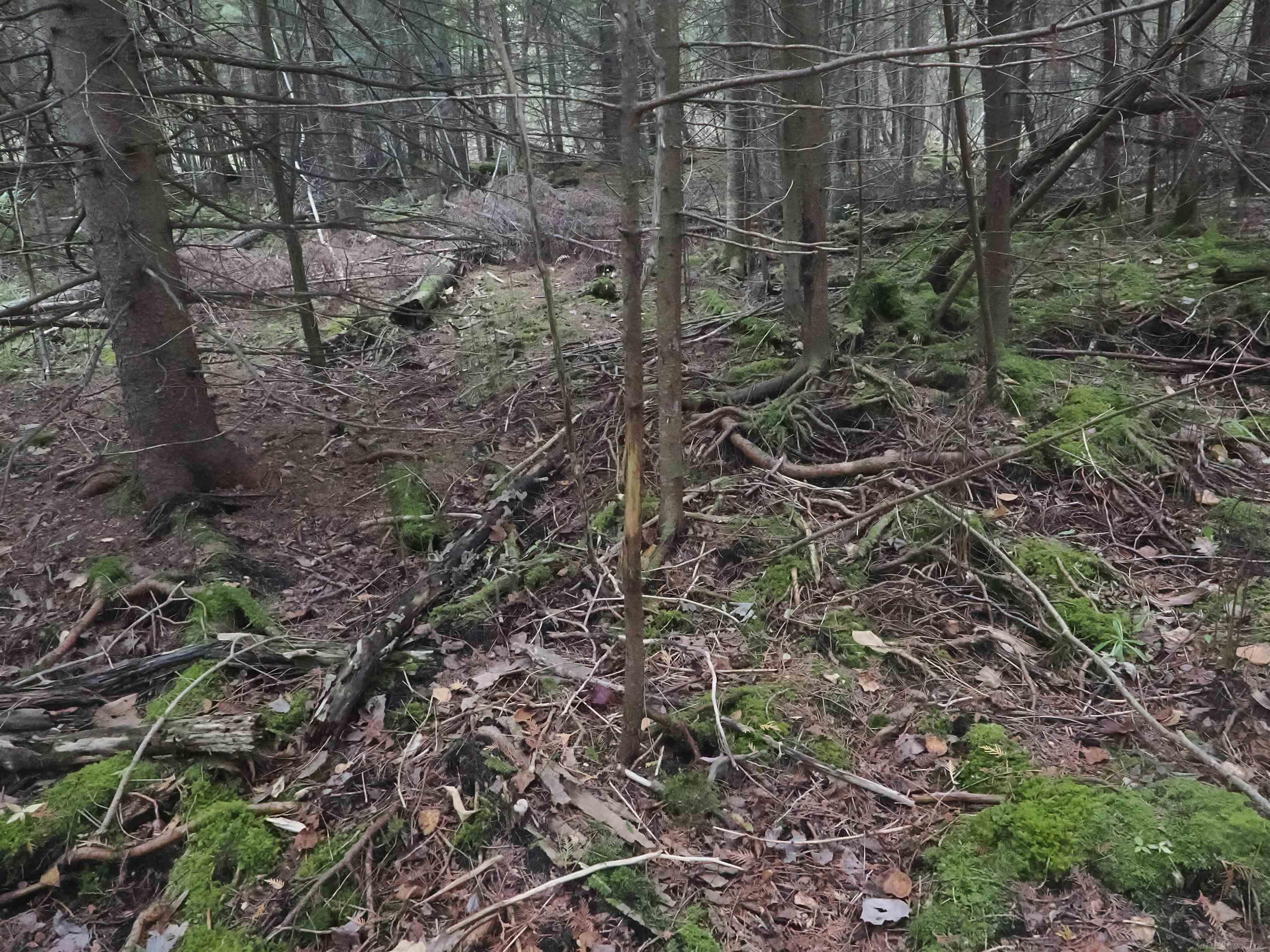 Xxx Tolan Road Spruce, MI 48762 - Photo 52 of 79