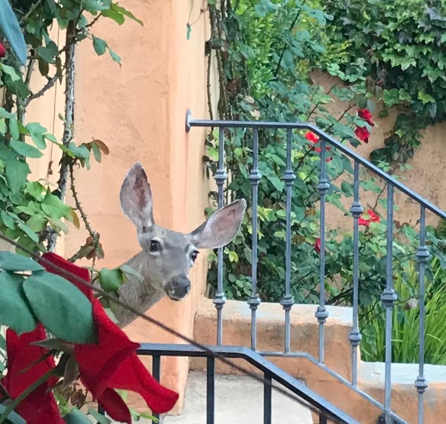 3000 Foothill Road Carpinteria, CA 93013 - Photo 6 of 26 IMG_3138