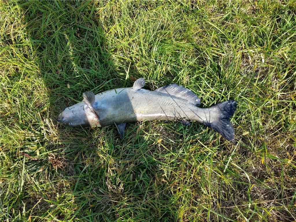 2055 East 335th Road Half Way, MO 65663 - Photo 59 of 99