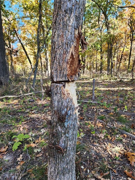 2055 East 335th Road Half Way, MO 65663 - Photo 75 of 99