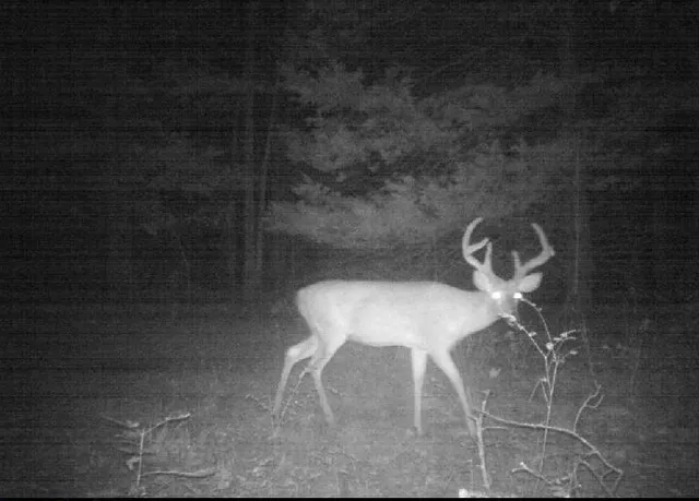 $699,999 | 2055 East 335th Road, Half Way, MO 65663