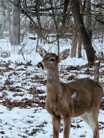 $699,999 | 2055 East 335th Road, Half Way, MO 65663