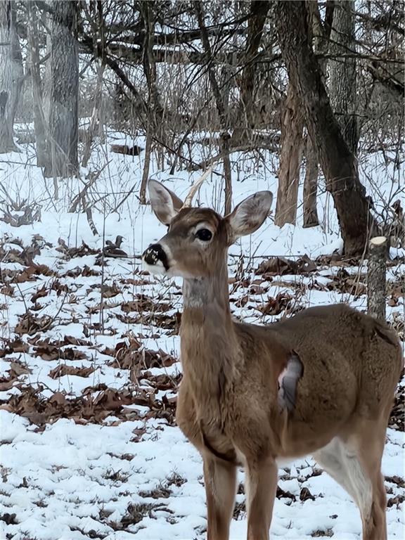 2055 East 335th Road Half Way, MO 65663 - Photo 84 of 99