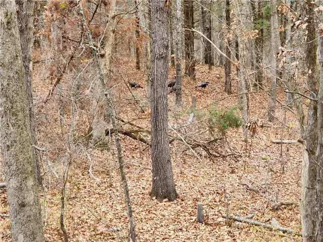 $699,999 | 2055 East 335th Road, Half Way, MO 65663