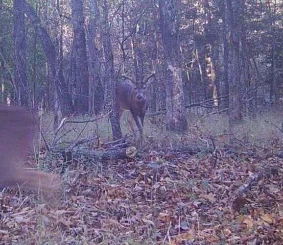 $699,999 | 2055 East 335th Road, Half Way, MO 65663