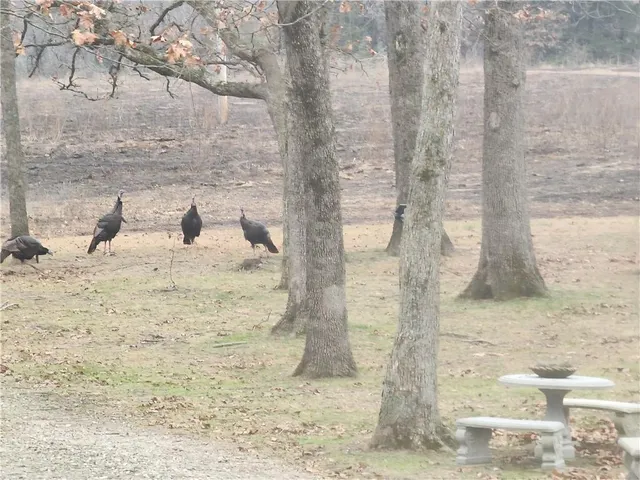 $699,999 | 2055 East 335th Road, Half Way, MO 65663