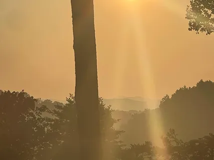 a view of a forest with trees in the background