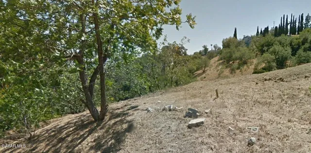 a close up of a tree in a yard