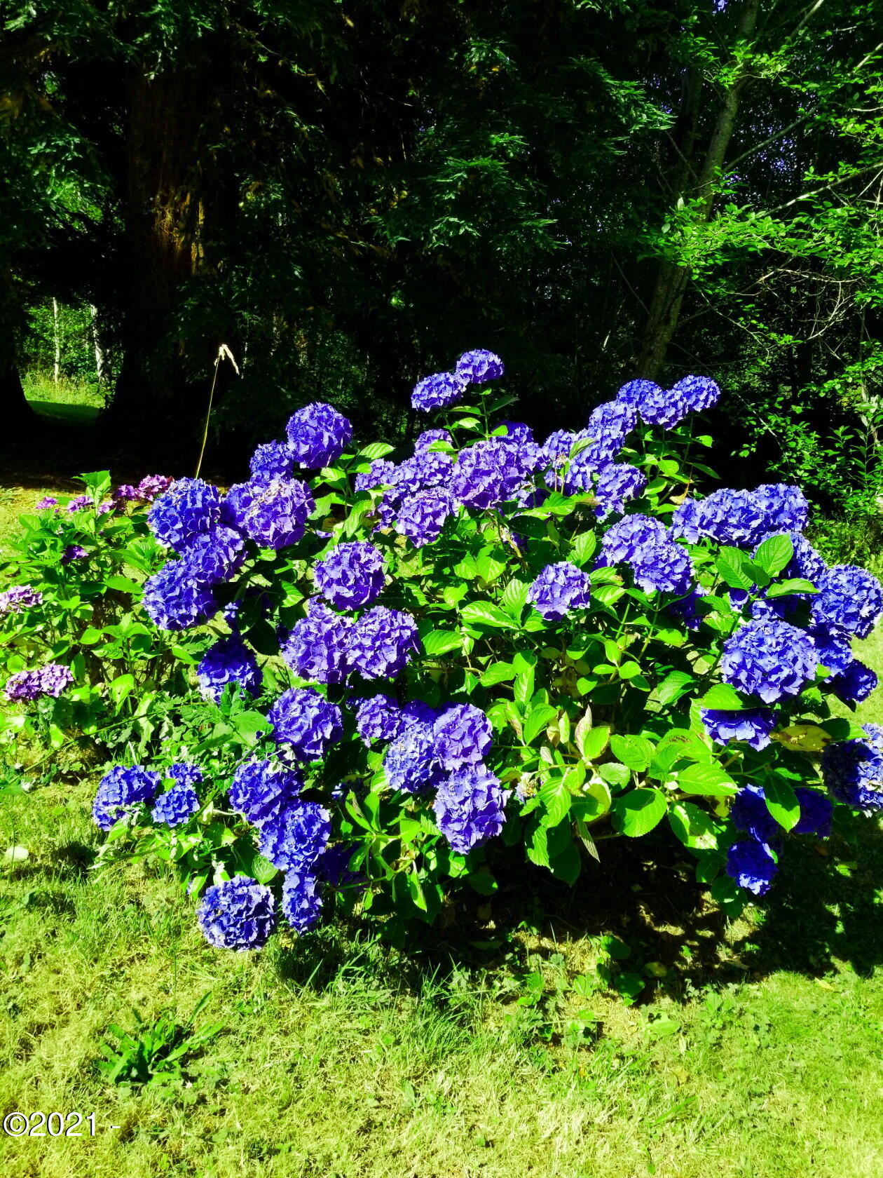 3204 North Bayview Road Waldport, OR 97394 - Photo 37 of 69 Flowers