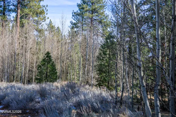 a view of a forest