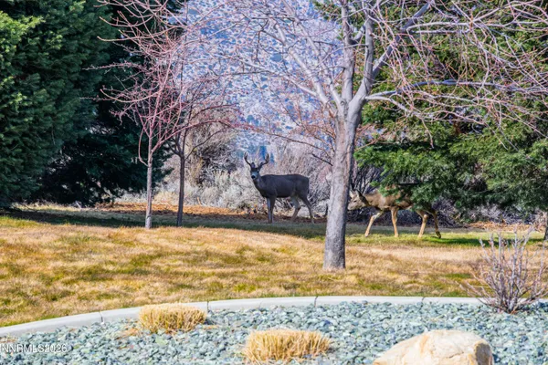 a view of a yard with trees